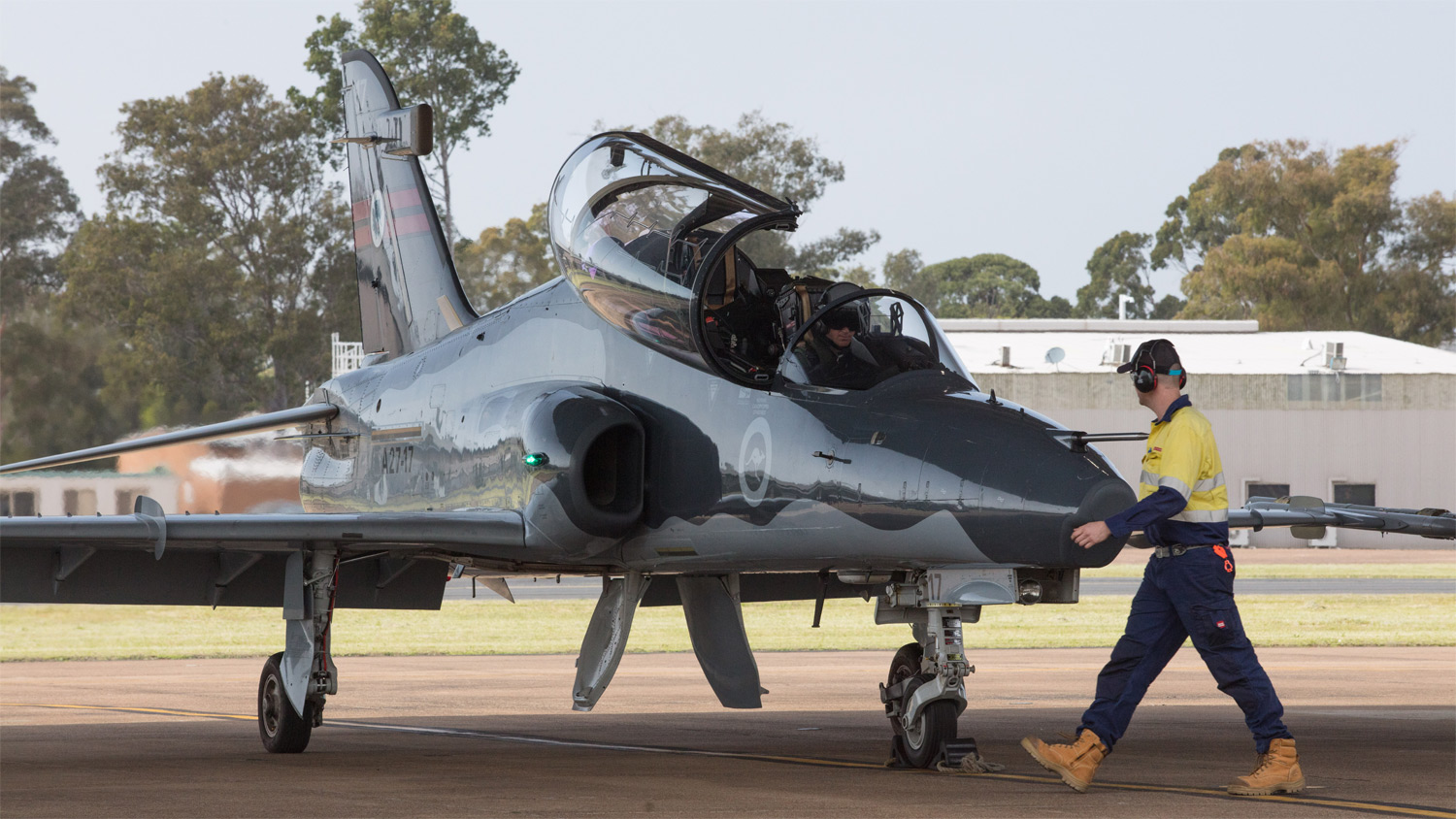 Hawk on runway in Australia