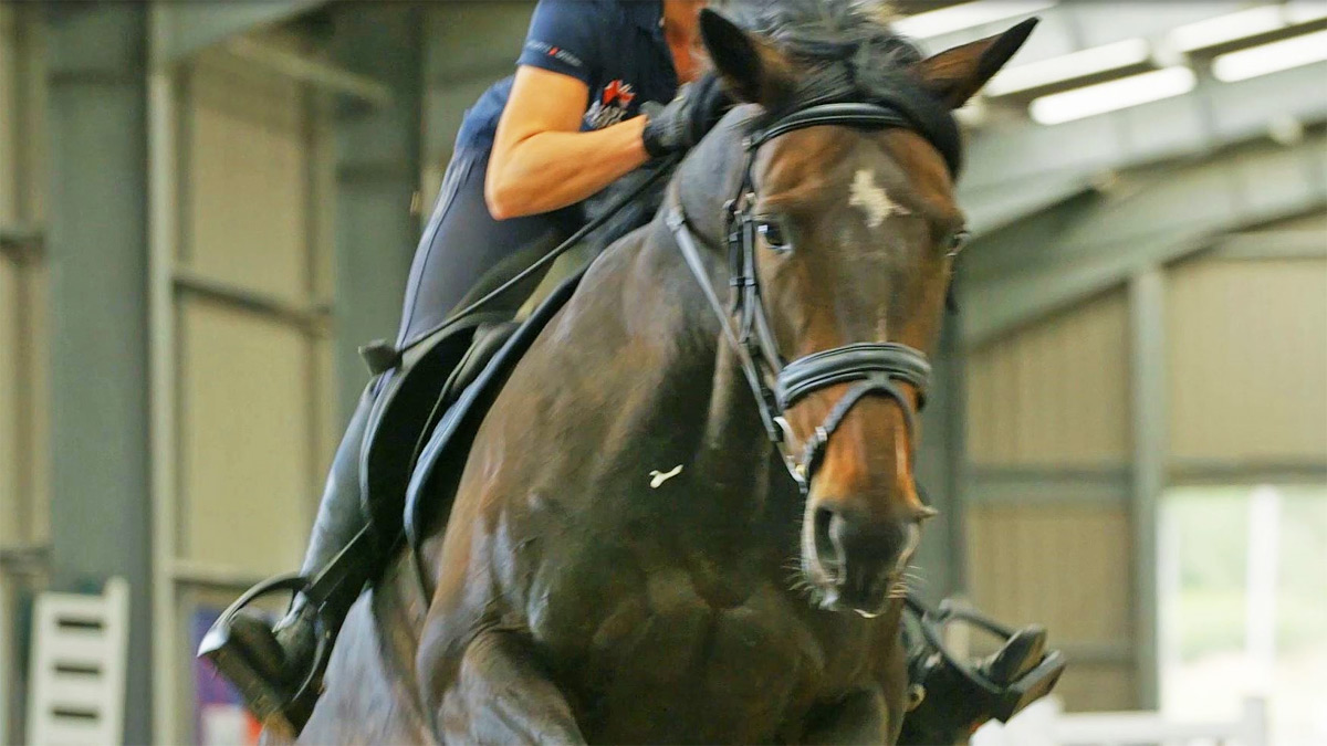 Equus-sense video frame