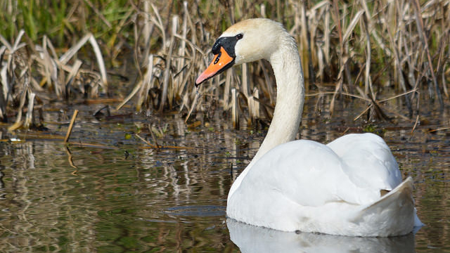 Wildlife at Bishopton