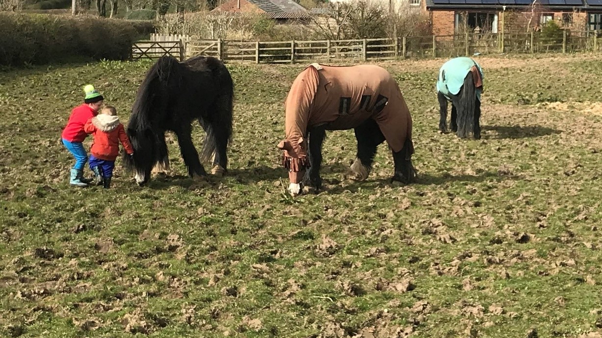 Children and horses play in field