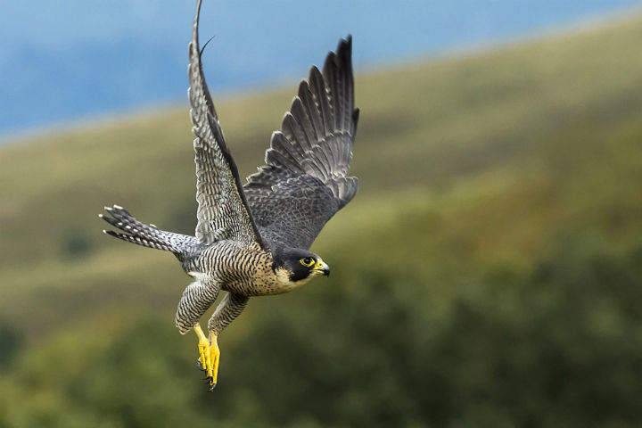 Peregrine Falcon