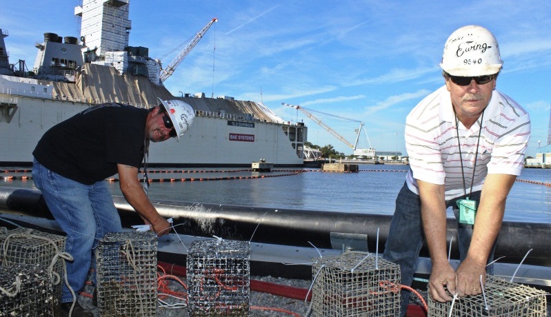 Norfolk Ship Repair Restores Local Oyster Population