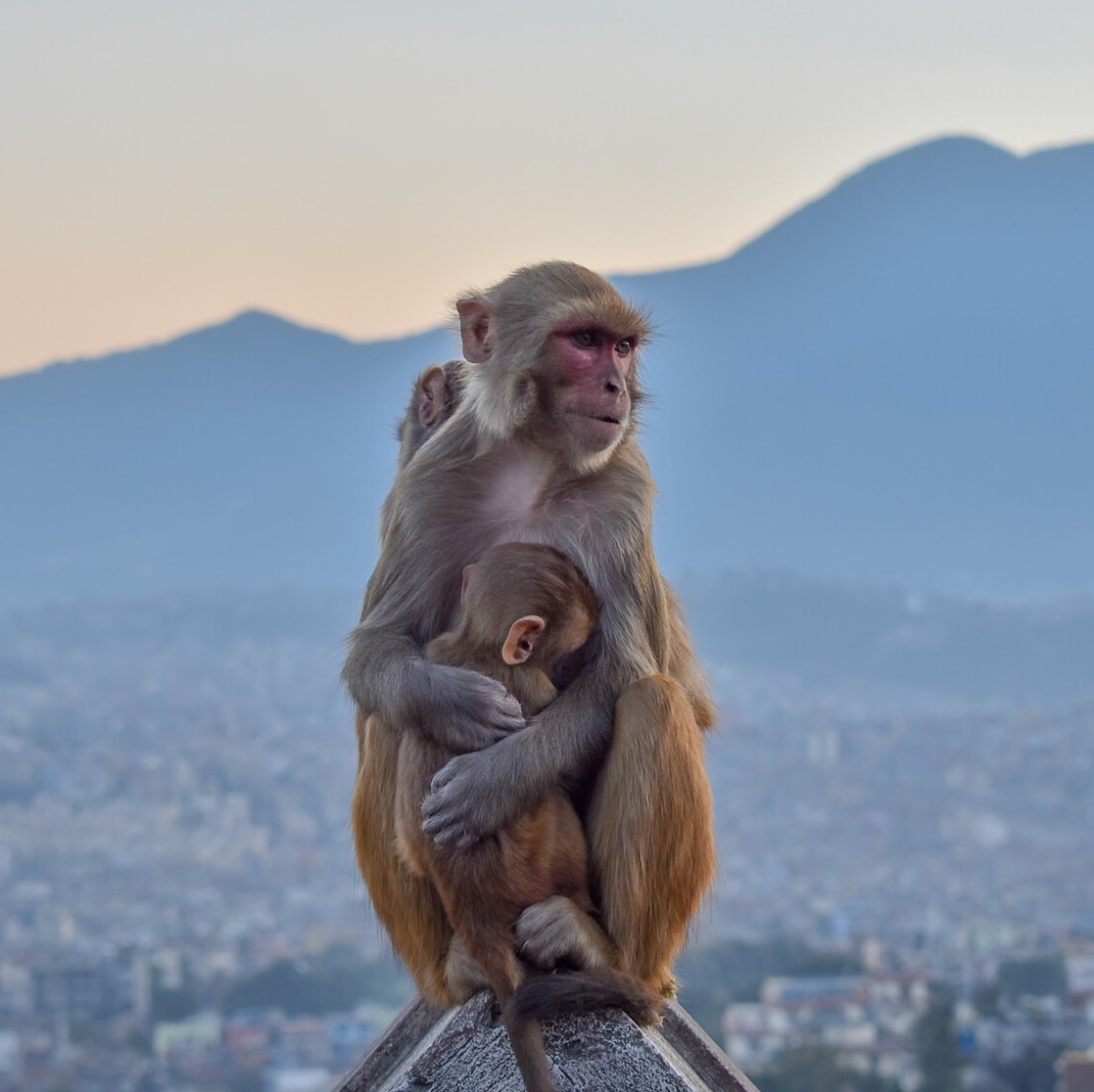 Mother and baby monkey