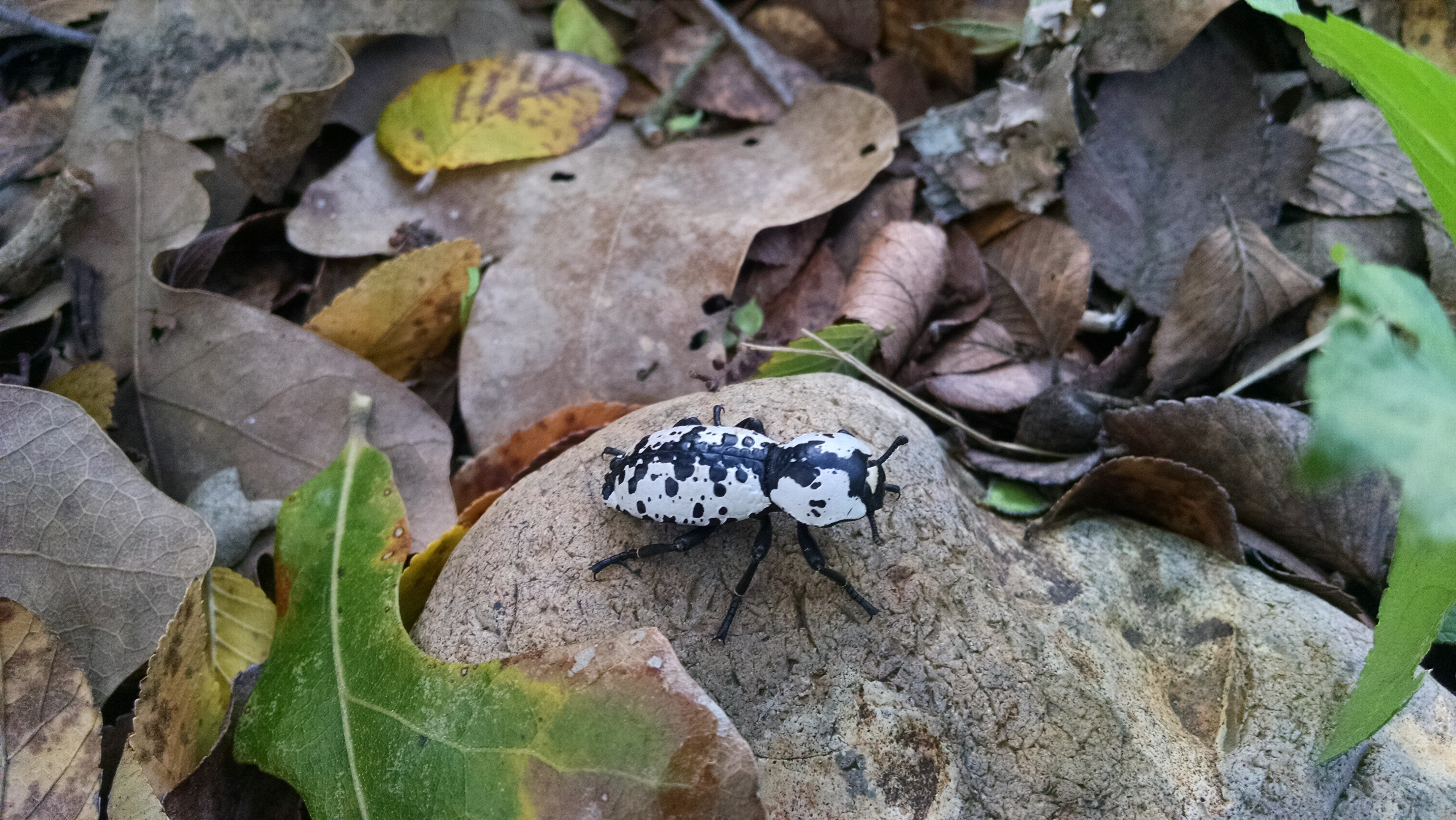 Image of Ironclad beetle