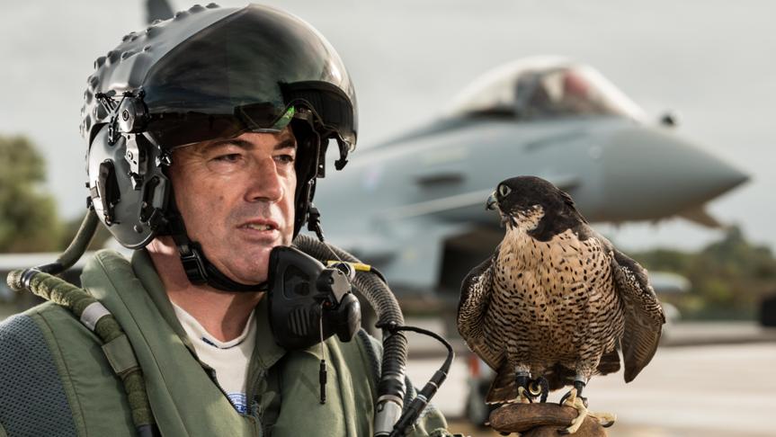 Pereggrine falcon, pilot and plane