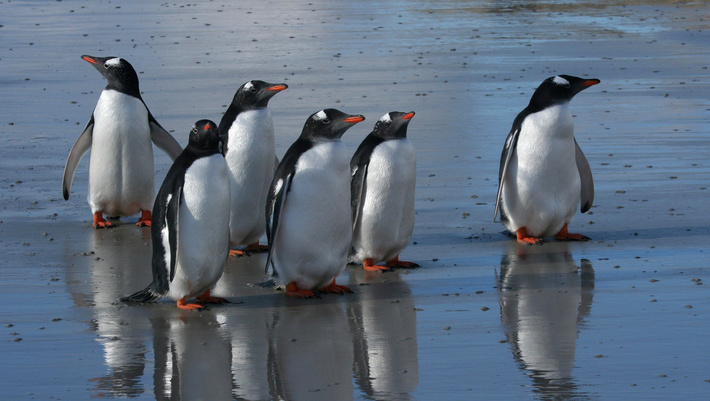 Penguins Penguins